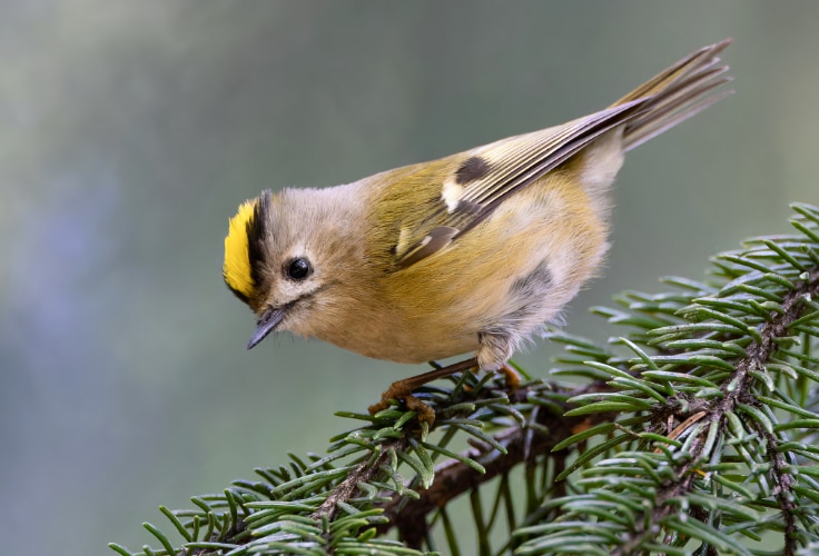 Goldcrest (Regulus regulus)