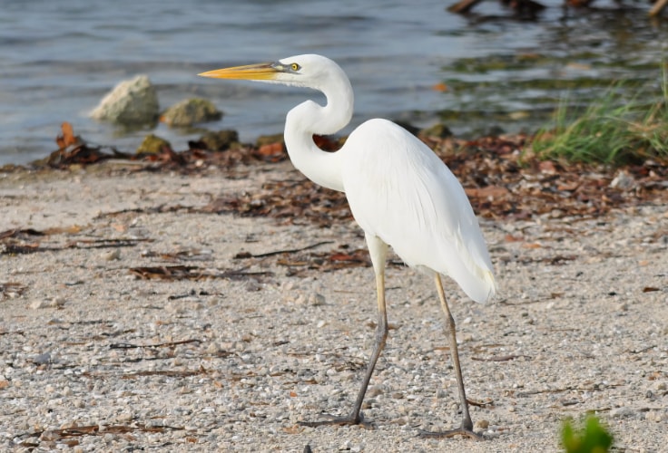 Great White Heron (Ardea herodias occidentalis)