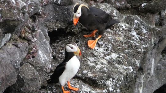 Horned and Tufted Puffins sharing a cliff ledge