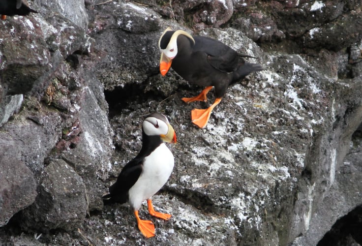Horned and Tufted Puffins sharing a cliff ledge