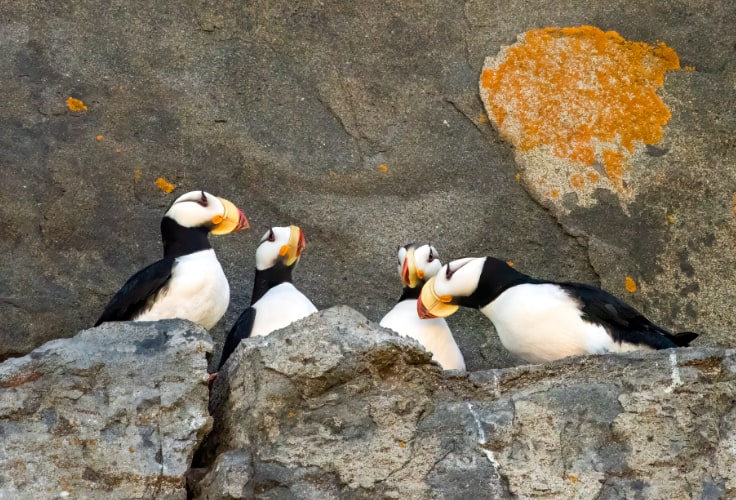Horned Puffins on a cliff, Chisik Island, Alaska
