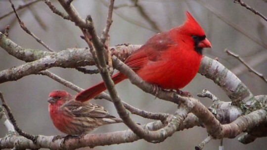 House Finch and Northern Cardinal perched together