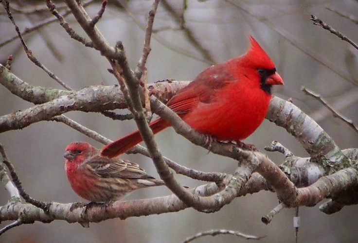 House Finch and Northern Cardinal perched together