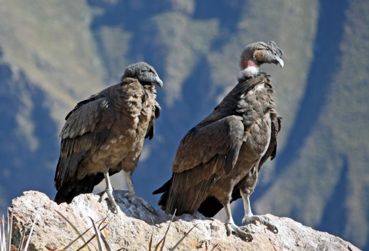 Immature Andean condors