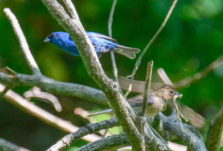 Indigo Bunting pair