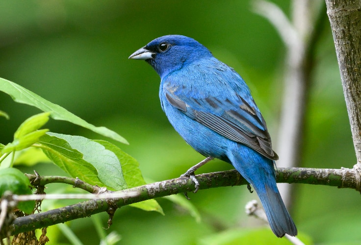 Indigo Bunting (Passerina cyanea)