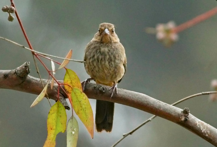 Juvenile California Towhee