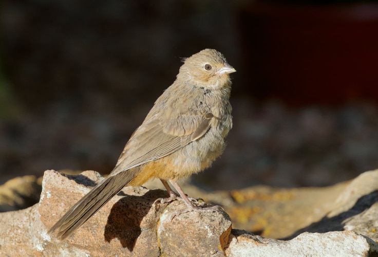Juvenile Canyon Towhee