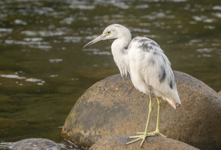 Juvenile Little Blue Heron