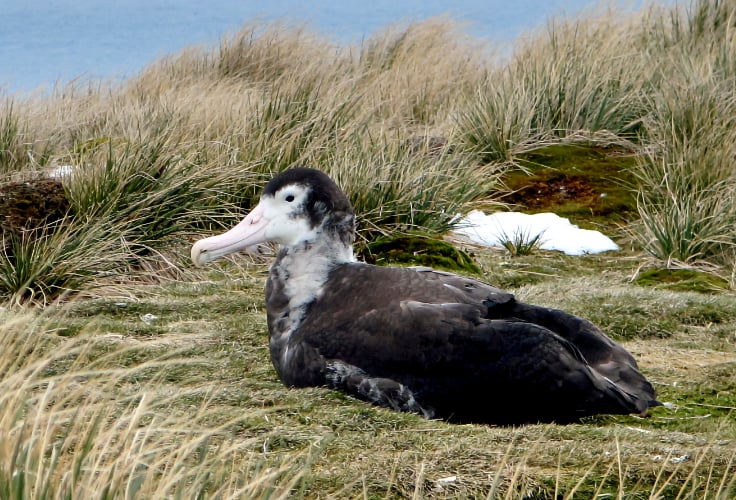 Juvenile Snowy Albatross