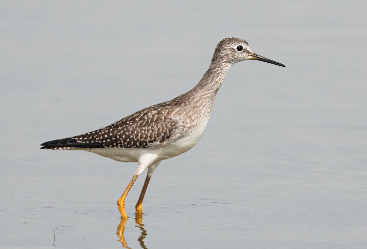 Lesser Yellowlegs (Tringa flavipes)