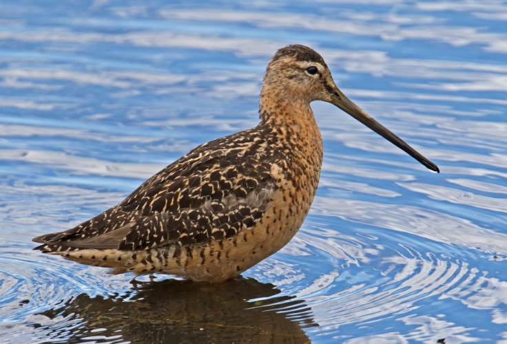 Long-Billed Dowitcher (Limnodromus scolopaceus)