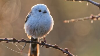 Long-Tailed Tit (Aegithalos caudatus)