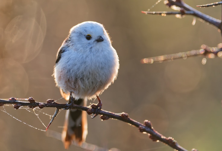 Long-Tailed Tit (Aegithalos caudatus)