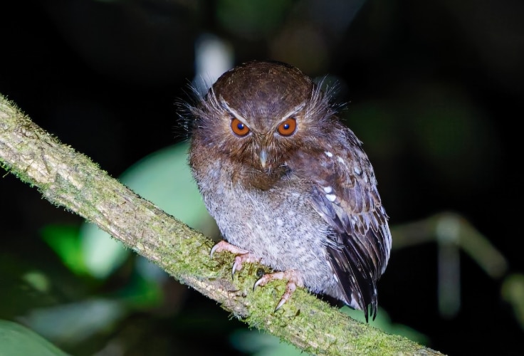 Long-Whiskered Owlet (Xenoglaux loweryi)