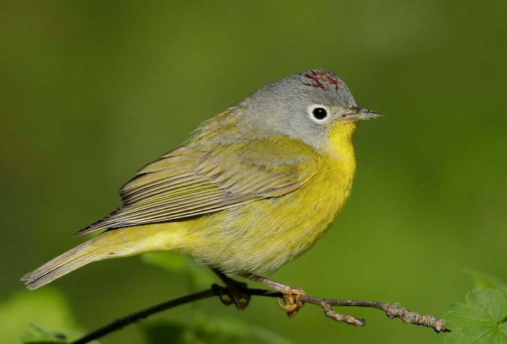 Nashville Warbler (Leiothlypis ruficapilla)