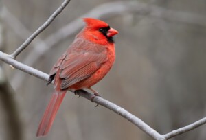 9 Black-and-Red Birds You Can See in North America
