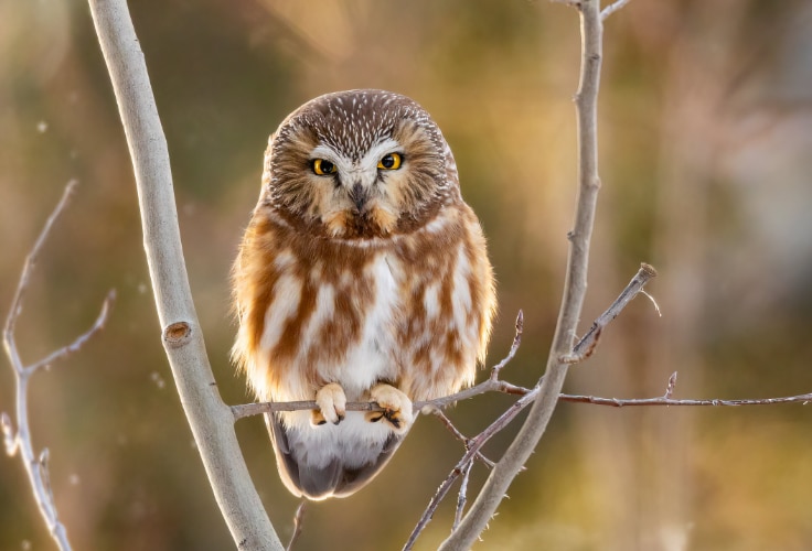 Northern Saw-Whet Owl (Aegolius acadicus)