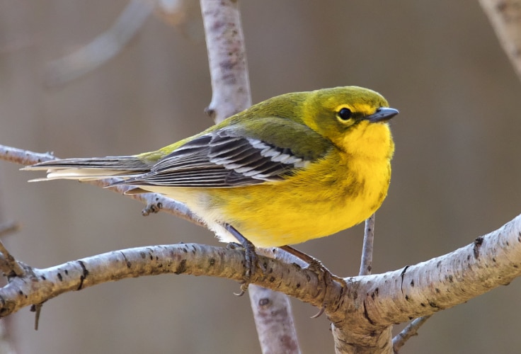 Pine Warbler (Setophaga pinus)
