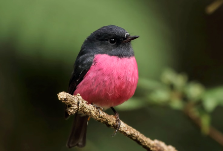 Pink Robin (Petroica rodinogaster)