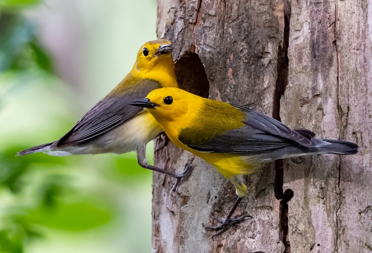 Prothonotary Warbler pair