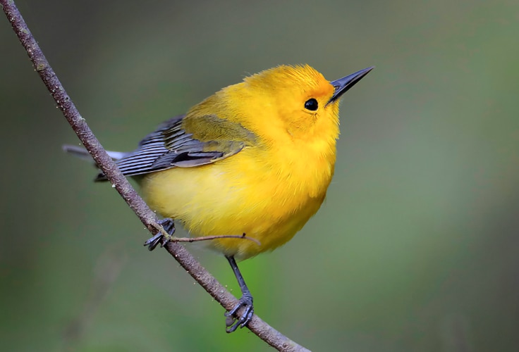 Prothonotary Warbler (Protonotaria citrea)