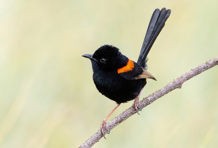 Red-Backed Fairywren (Malurus melanocephalus)