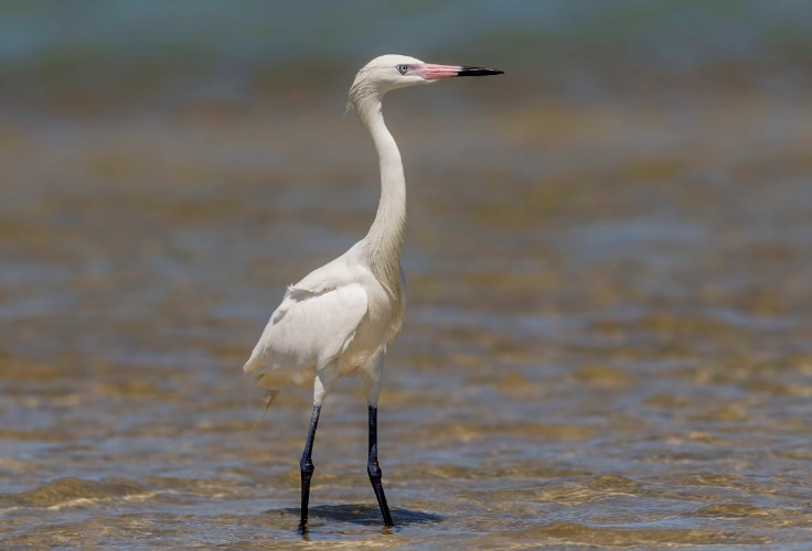 Reddish Egret (White Morph)