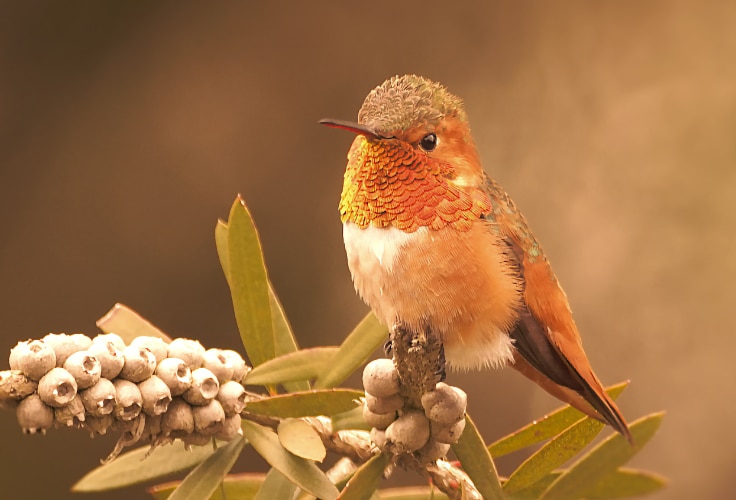 Rufous Hummingbird (Selasphorus rufus)