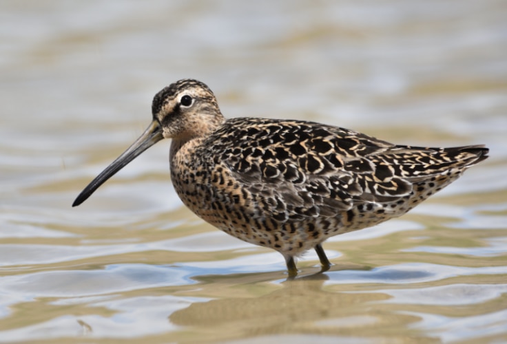 Short-Billed Dowitcher (Limnodromus griseus)