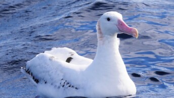 Snowy Albatross (Diomedea exulans)