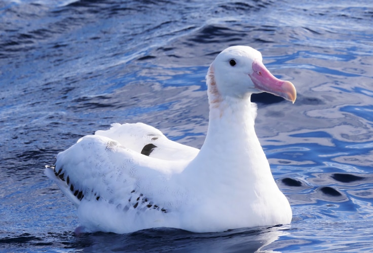 Snowy Albatross (Diomedea exulans)
