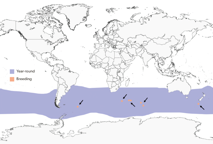 Snowy Albatross distribution map