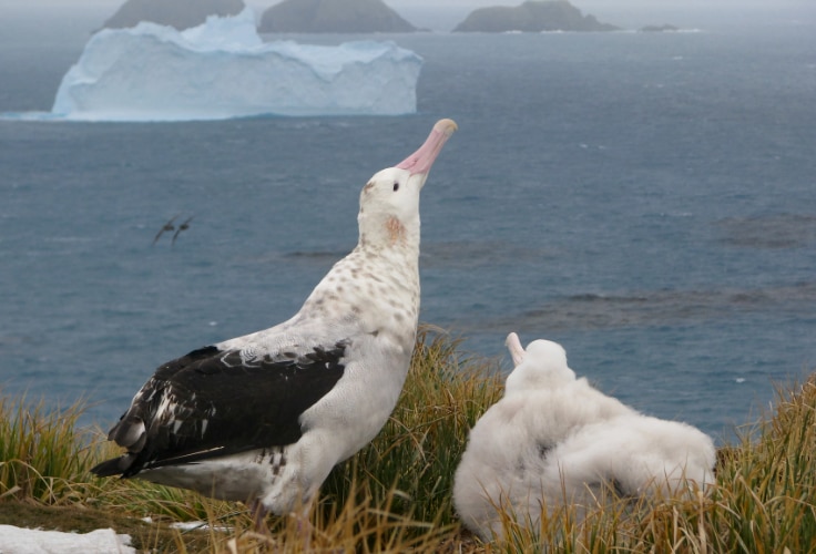 Adult Snowy Albatross with its chick