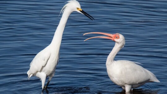 Snowy Egret and White Ibis