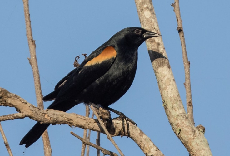 Tawny-Shouldered Blackbird (Agelaius humeralis)