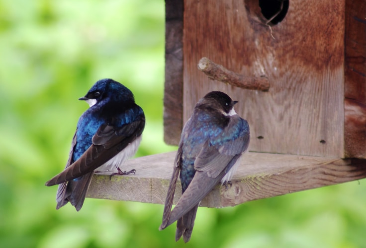 Tree Swallow pair