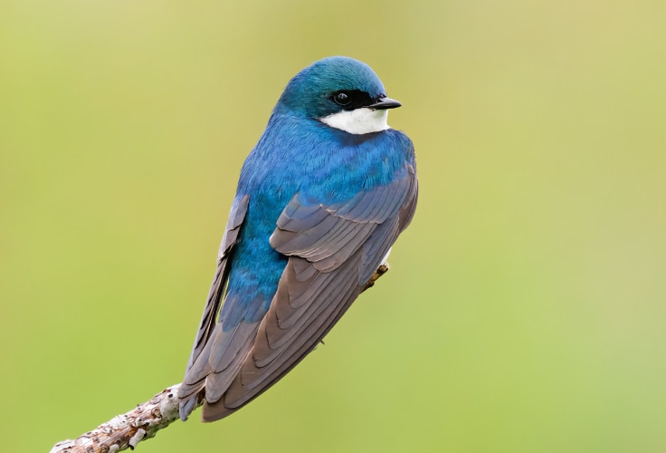 Tree Swallow (Tachycineta bicolor)