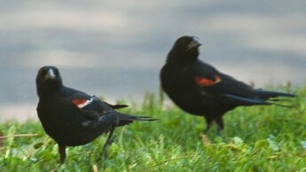 Tricolored Blackbird and Red-Winged Blackbird