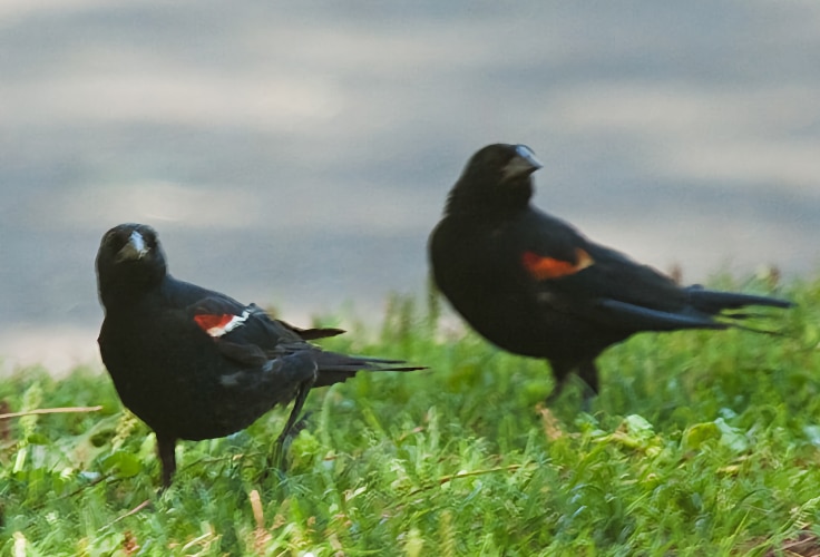 Tricolored Blackbird and Red-Winged Blackbird