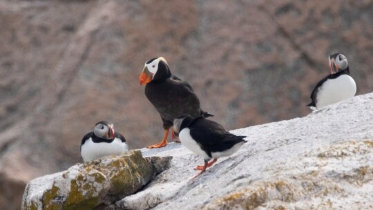 Tufted Puffin among Atlantic Puffins near Seal Island NWR, Maine