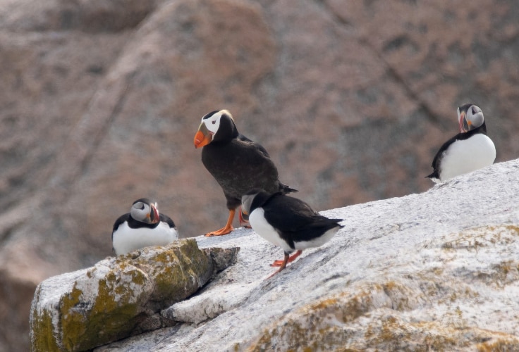 Tufted Puffin among Atlantic Puffins near Seal Island NWR, Maine