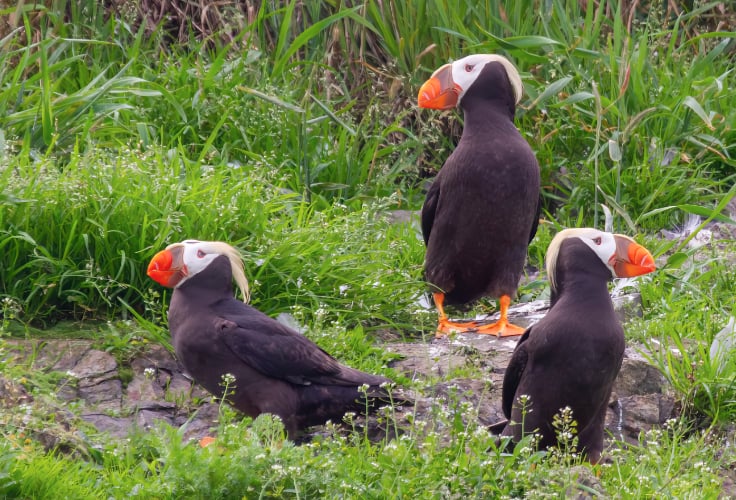 Tufted Puffins resting, Gull Island, Alaska