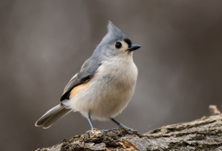 Tufted Titmouse (Baeolophus bicolor)