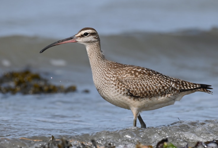 Whimbrel (Numenius phaeopus)