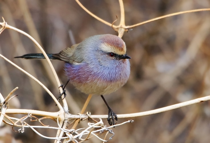 White-Browed Tit-Warbler (Leptopoecile sophiae)