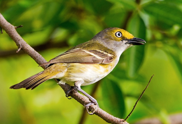 White-Eyed Vireo (Vireo griseus)