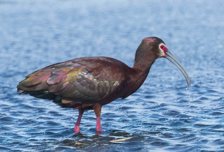 White-Faced Ibis (Plegadis chihi)