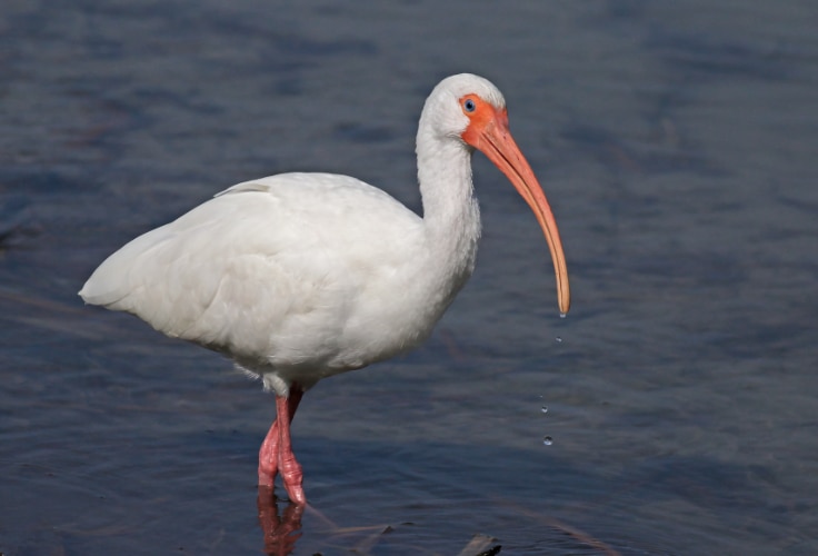 White Ibis (Eudocimus albus)
