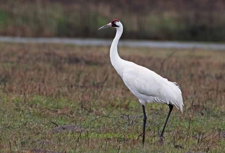 Whooping Crane (Grus americana)